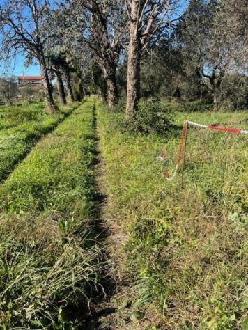 Colonica in vendita a San Lazzaro - Sarzana 150 mq Rif: 1337612 - Foto 2