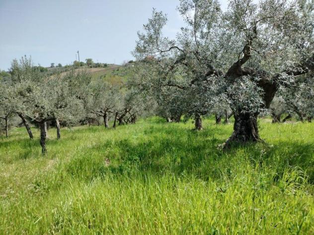 Uliveto in vendita a Mozzagrogna - Foto 6