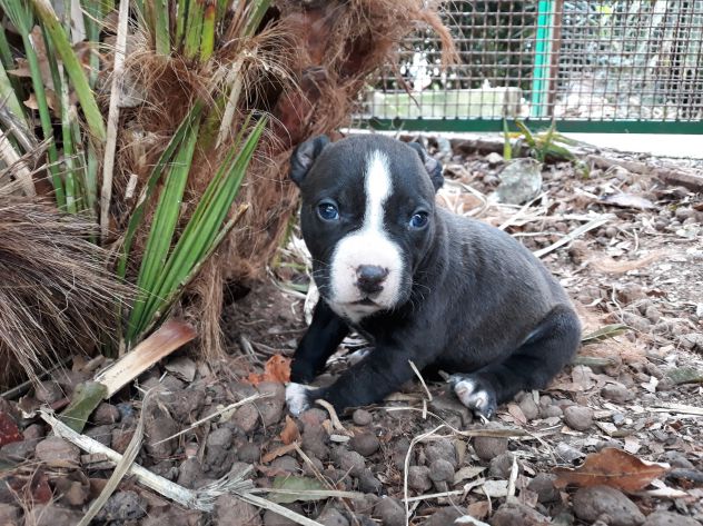 American Staffordshire Terrier Bari Foggia Taranto Brindisi Lecce - Foto 2