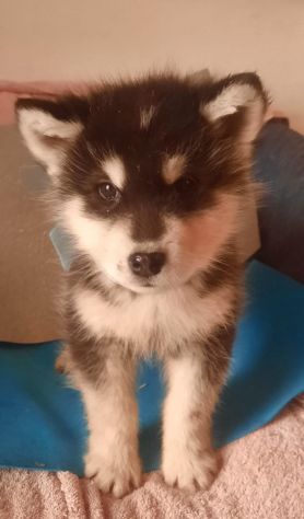 Alaskan Malamute cuccioli - Foto 2