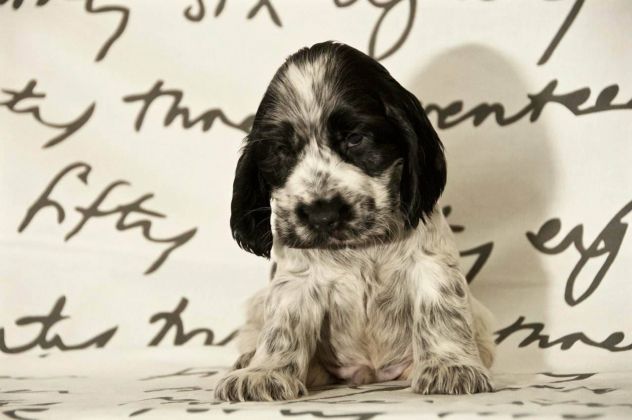 COCKER SPANIEL INGLESE CUCCIOLI STUPENDI - Foto 2