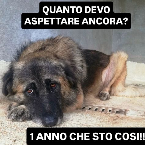 LUPO SPLENDIDO PT, CANE IN ADOZIONE