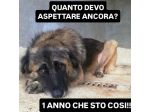 LUPO SPLENDIDO PT, CANE IN ADOZIONE