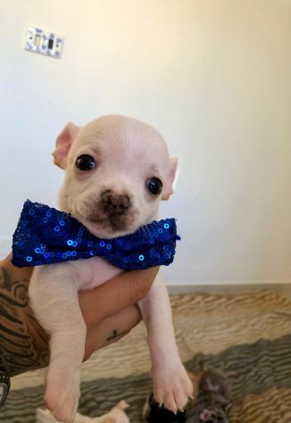Chihuahua cuccioli - Foto 2