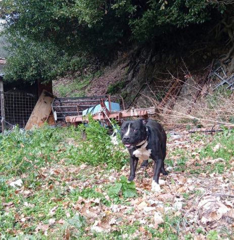 Amstaff/Bully 3anni SFIGATO 4ABBANDONI,IN BOX H 24!MANTOVA URGENTEEEE - Foto 10
