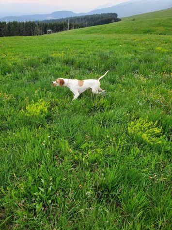 Pointer inglese cuccioli altissima t - Annunci Milano