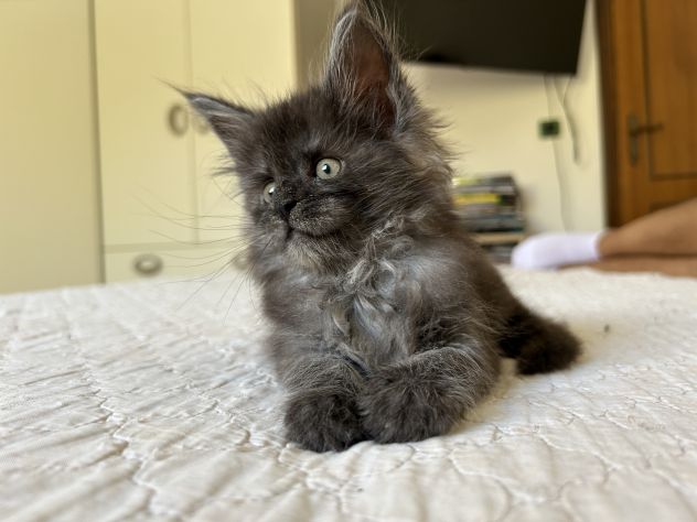 Maine Coon cucciolo pedigree ANFI - Foto 6