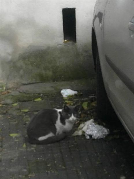 MIAGOLINA, giovane mix certosina per strada - Foto 2