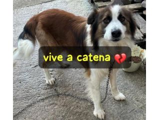 MINO 3 ANNI VIVE A CATENA