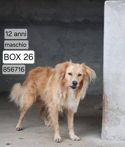 DEREK 12 ANNI taglia media IN CANILE DA SEMPRE… - Foto 2