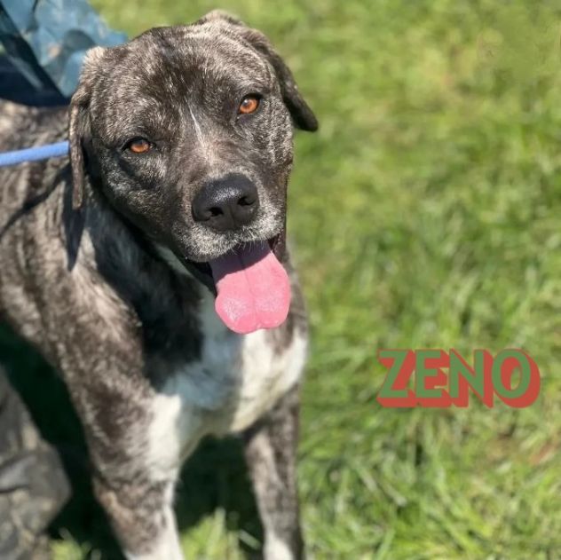 JAGO E ZENO ADORABILI TENERONI CANI IN ADOZIONE DI COPPIA tg MEDIA - Foto 4