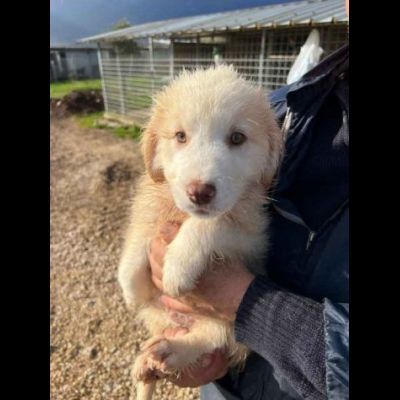 MILO ADORABILE CUCCIOLO IN ADOZIONE - Foto 2