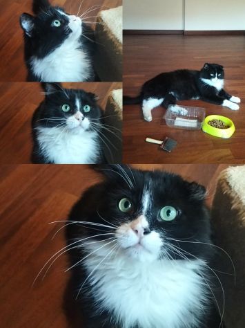 Regalo gatto dolcissimo