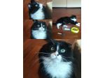 Regalo gatto dolcissimo