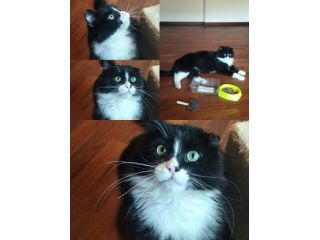 Regalo gatto dolcissimo