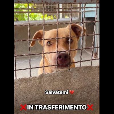 Il dolce Freesby cerca casa cane in adozione - Foto 6