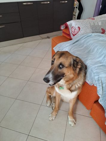 ACHILLE, 4 ANNI E MEZZO, LA FAMIGLIA NON LO VUOLE PIU'... AIUTIAMOLO!! - Foto 6