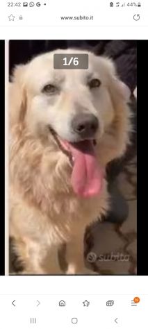 Mix Maremmano/Golden 6anni gli han tagliato coda ed orecchie da cuccioloCALABRIA - Foto 7