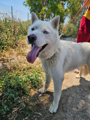Zeus: giovane Siberian Husky socievole con tutti - Foto 7