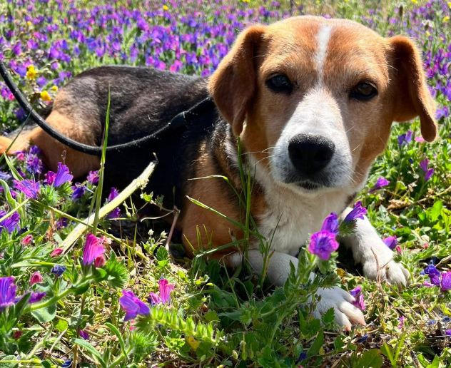 Penny beagle taglia piccola 10 kg - Foto 3