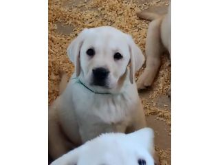 Cuccioli labrador retriever giallo ,nero e cioccolato