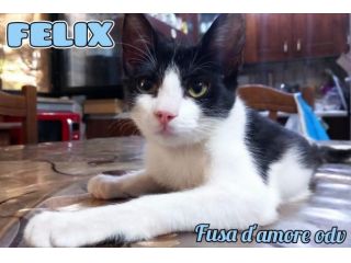 FELIX, adorabile micino in adozione