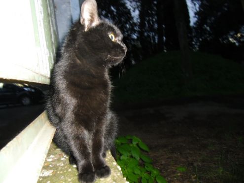 Miciotto nero marsupiale cerca casa - Foto 2