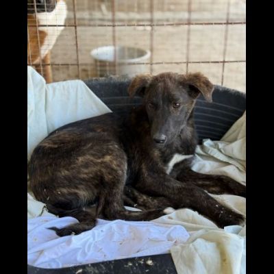 TIGROTTO ADORABILE CUCCIOLO IN ADOZIONE - Foto 4