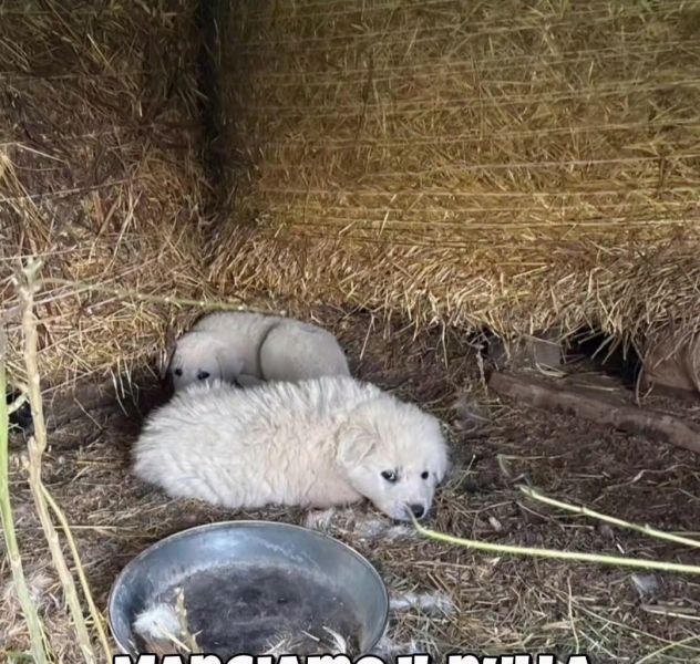 Zeus e Atena cuccioli in adozione - Foto 3