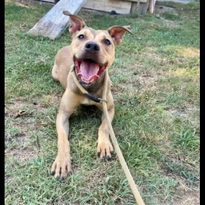 TERRY STUPENDA CAGNOLINA IN ADOZIONE - Foto 4
