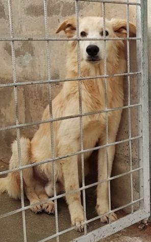CANE IN ADOZIONE: MIELE, taglia medio contenuta - Foto 4