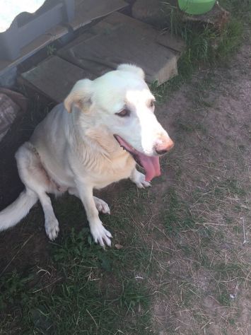 ARTU' E GINEVRA, due meravigliosi cani - Foto 7