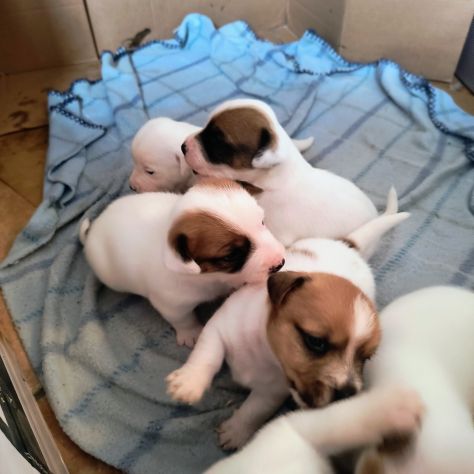 Jack Russell Terrier - Foto 3
