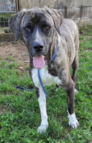 CANE IN ADOZIONE: ZENO, nato a marzo 2022 - Foto 10