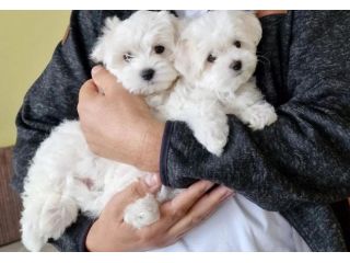 maltese