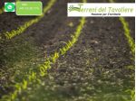 Seminitavo agro di San Paolo di Civitate - località Cammarata