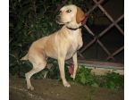 AGATA, tenera mix setter