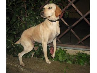 AGATA, tenera mix setter