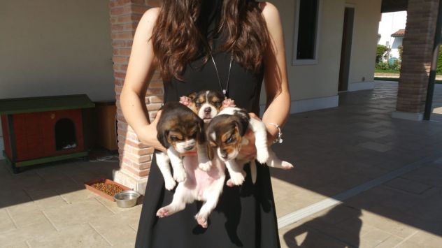 BEAGLE - Foto 3