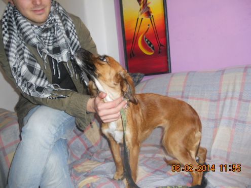 NATALINA, dolcissima cagnolina - Foto 2