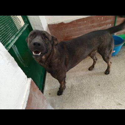 AMOS GIOVANE BELLO GIOCHERELLONE CAGNOLINO IN ADOZIONE - Foto 4