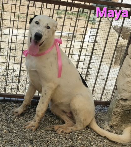 MAYA - Foto 2