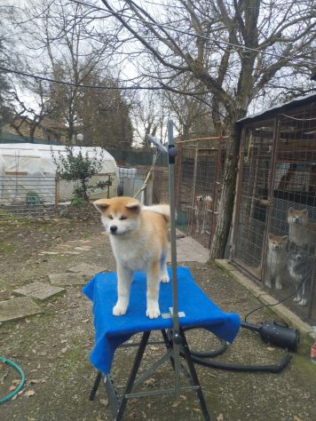 Cucciola di Akita Inu femmina con pedigree ENCI - Foto 2