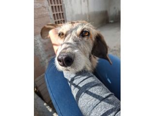 MIELE 2 ANNI taglia media piccola