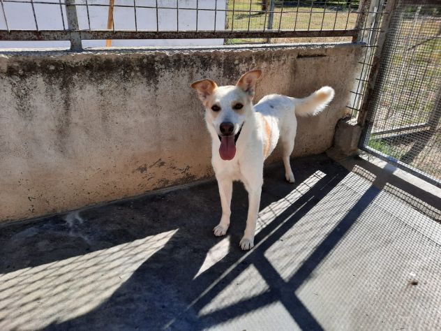 FILIPPO - cane di 6 anni e mezzo - taglia media - Foto 5