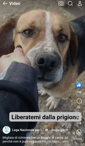 BENNY LA DOLCEZZA, CAGNOLINO IN ADOZIONE - Foto 9
