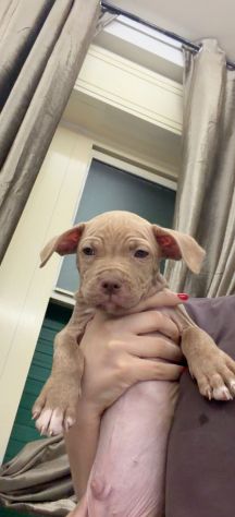 Pit Bull Red nose - Foto 3