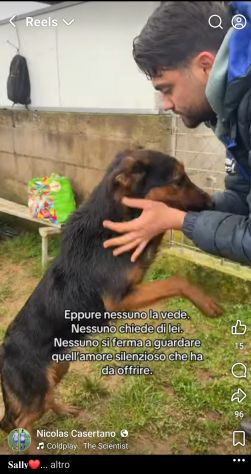 SALLY LA TENEREZZA CANE IN ADOZIONE TG MEDIA - Foto 5