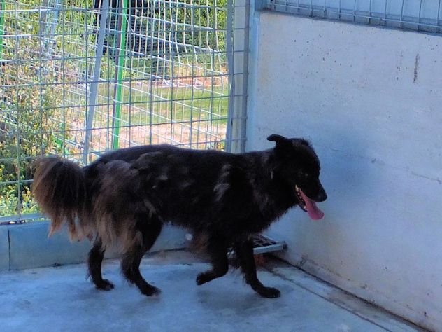 Lobo (taglia mediogrande) - Foto 5