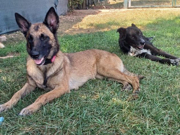 LAIKA, Pastore Belga Malinois, adozione del cuore - Foto 7